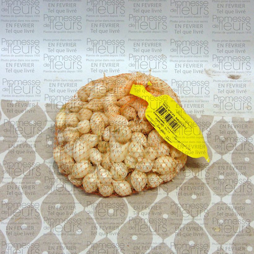Example of Weiße Zwiebel Stück size 14/21 mm as you get