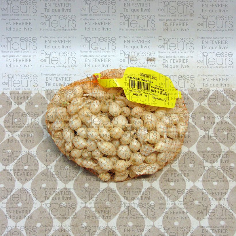 Example of Weiße Zwiebel Stück size 14/21 mm as you get