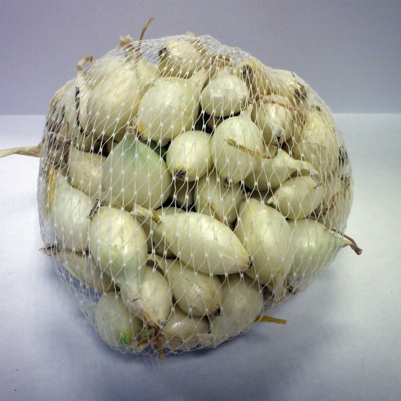 Example of Weiße Zwiebel Snowball Stück size 14/21 mm as you get