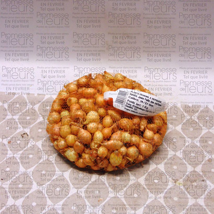 Example of Zwiebel Paille des Vertus Stück size 14/21 mm as you get