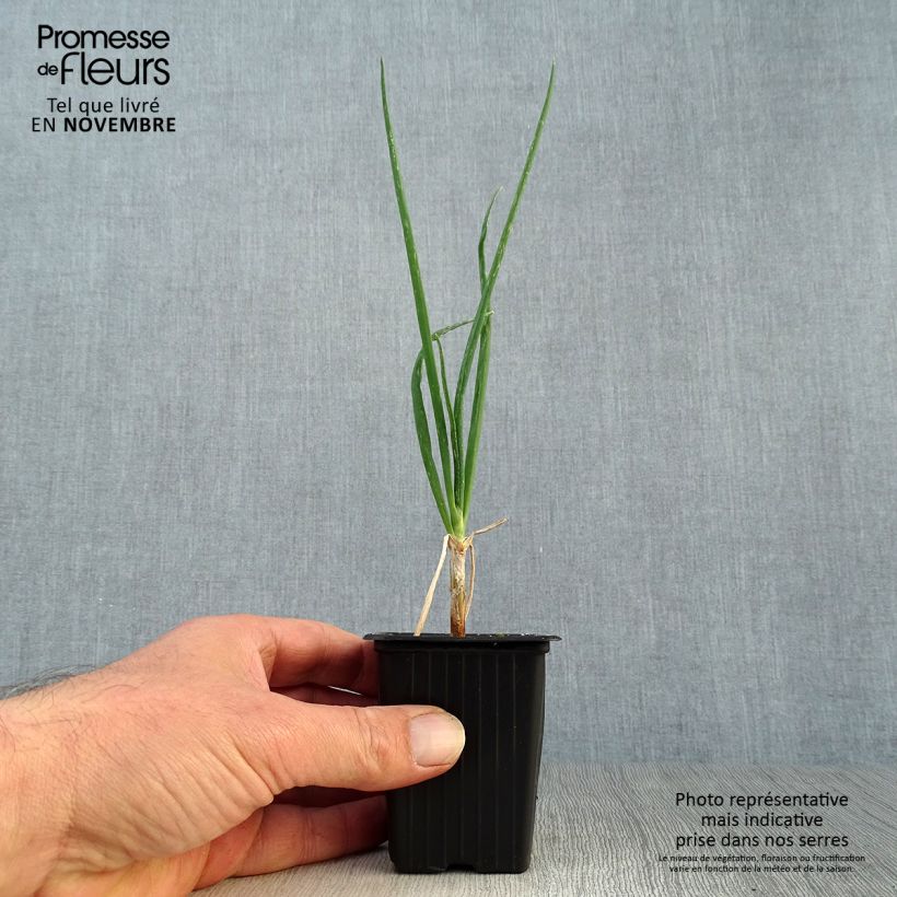 Example of Allium x proliferum - Etagenzwiebel Kleine Töpfe von 7/8 cm as you get in automne