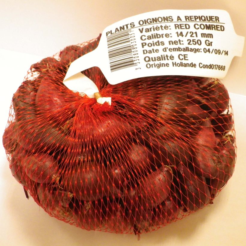 Example of Küchen-Zwiebel Noordhollandse Bloedrode Pflanzen Stück size 14/21 mm as you get