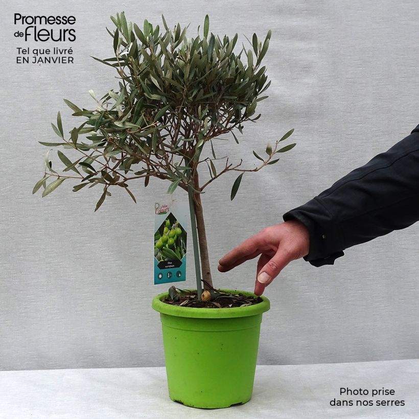 Exemplar von Ölbaum (Stengel) - Olea europaea Topf mit 2L/3L wie im Winter geliefert