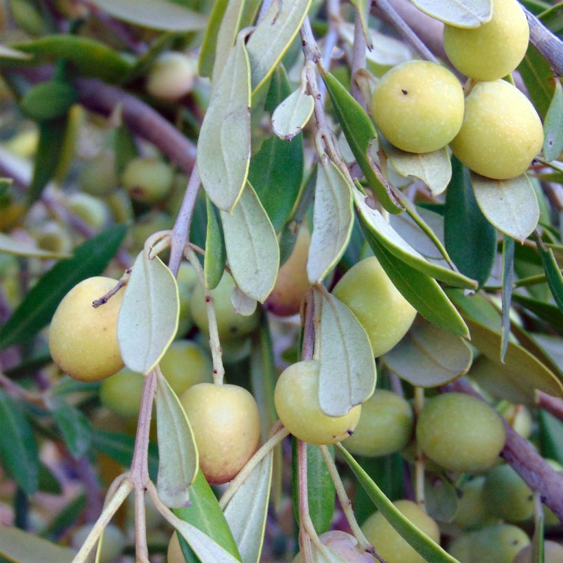 Ölbaum - Olea europaea (Harvest)
