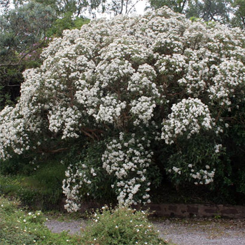Olearia macrodonta Major - Baumaster (Flowering)