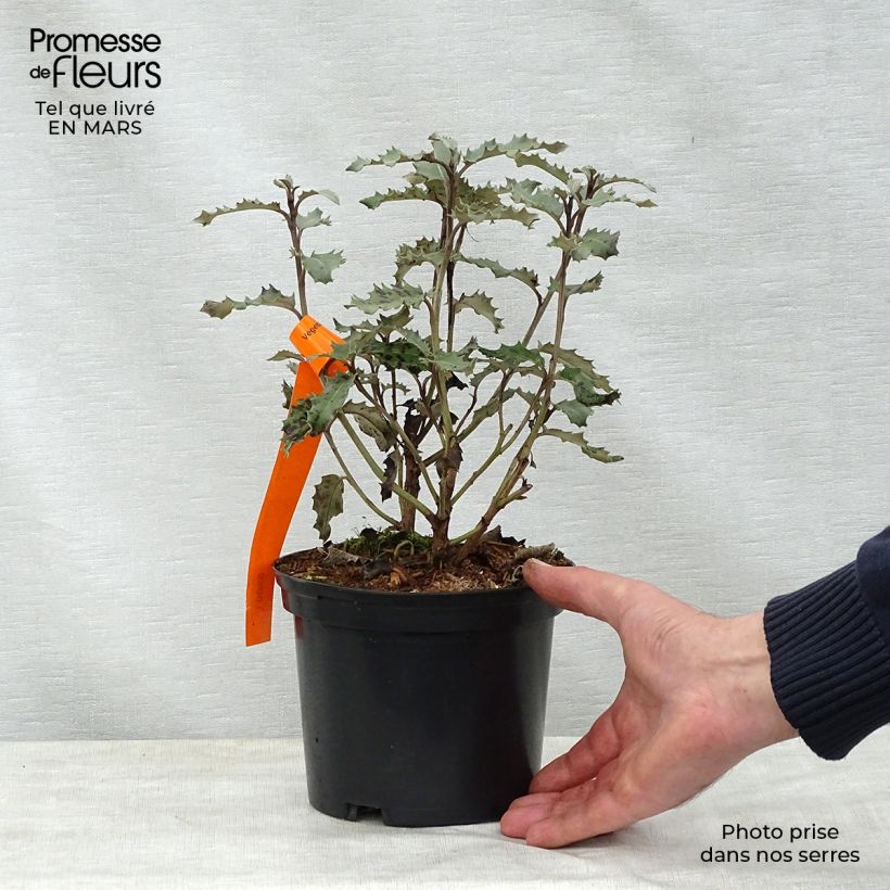 Exemplar von Olearia macrodonta Major - Baumaster Topf mit 2L/3L wie im Frühjahr geliefert