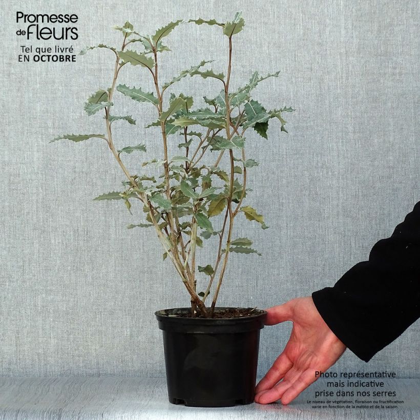 Example of Olearia macrodonta Major - Baumaster Topf mit 2L/3L as you get in automne