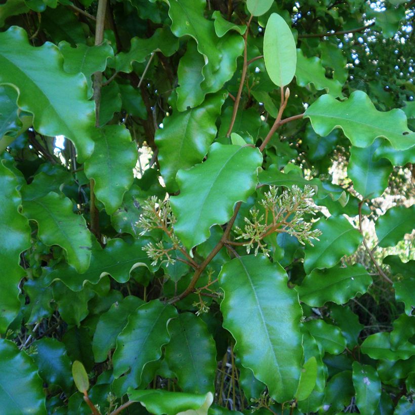 Olearia paniculata - Baumaster (Foliage)