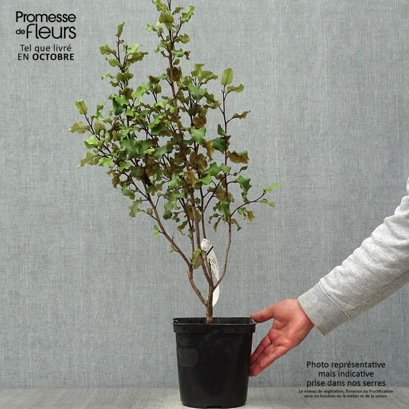 Example of Olearia paniculata - Baumaster Topf mit 4L/5L as you get in automne