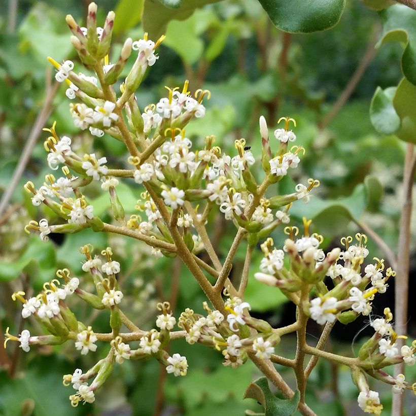 Olearia paniculata - Baumaster (Flowering)
