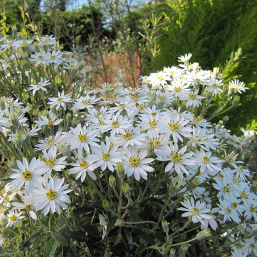 Olearia scilloniensis - Baumaster (Flowering)