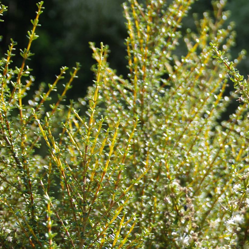 Olearia solandri Aurea - Baumaster (Foliage)
