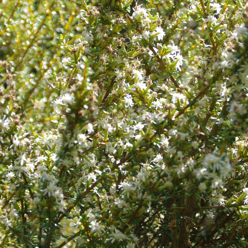 Olearia solandri Aurea - Baumaster (Flowering)