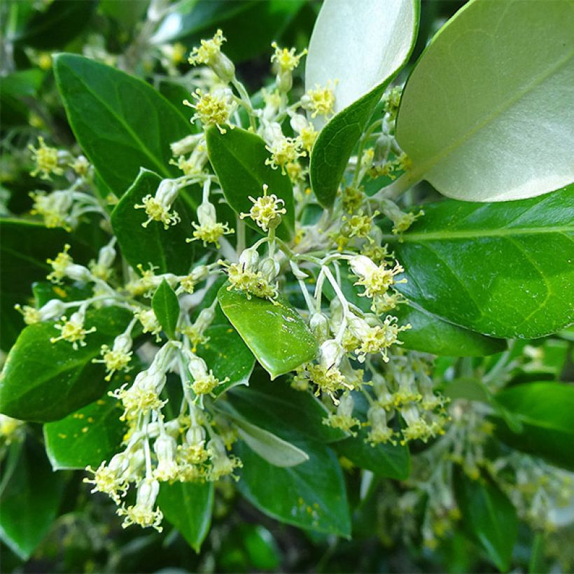 Olearia traversii - Baumaster (Flowering)