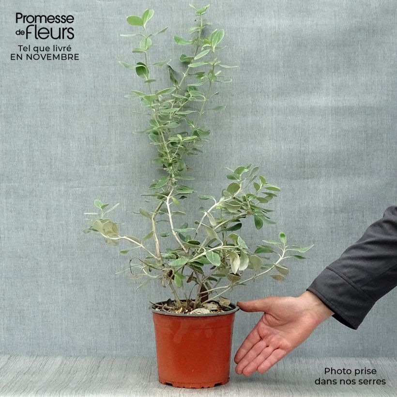 Example of Olearia traversii - Baumaster Topf mit 2L/3L as you get in automne