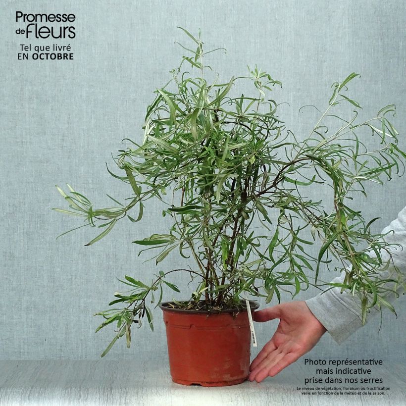 Example of Olearia virgata - Baumaster Topf mit 2L/3L as you get in automne
