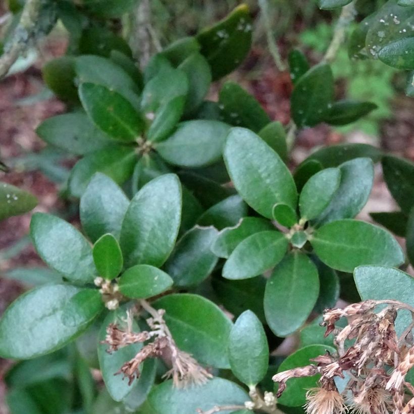 Olearia haastii - Baumaster (Foliage)