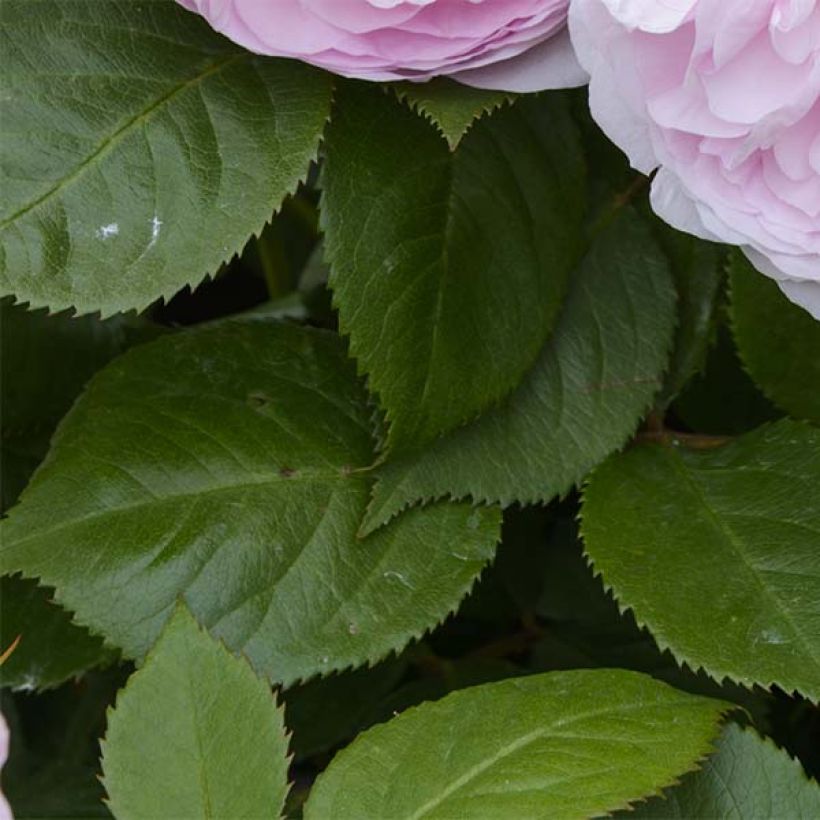 Rosa Olivia Rose Austin - Englische Rose (Foliage)