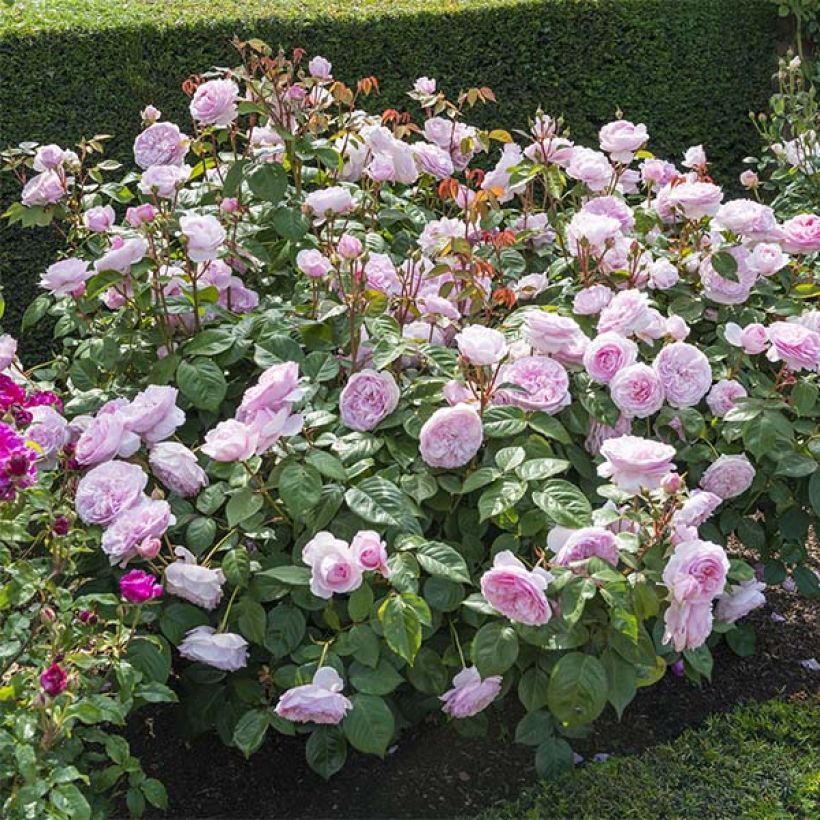 Rosa Olivia Rose Austin - Englische Rose (Plant habit)