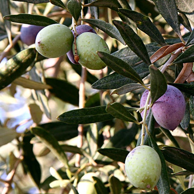 Ölbaum Aglandau - Olea europaea (Harvest)