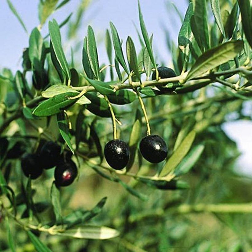 Ölbaum Bouteillan - Olea europaea (Harvest)