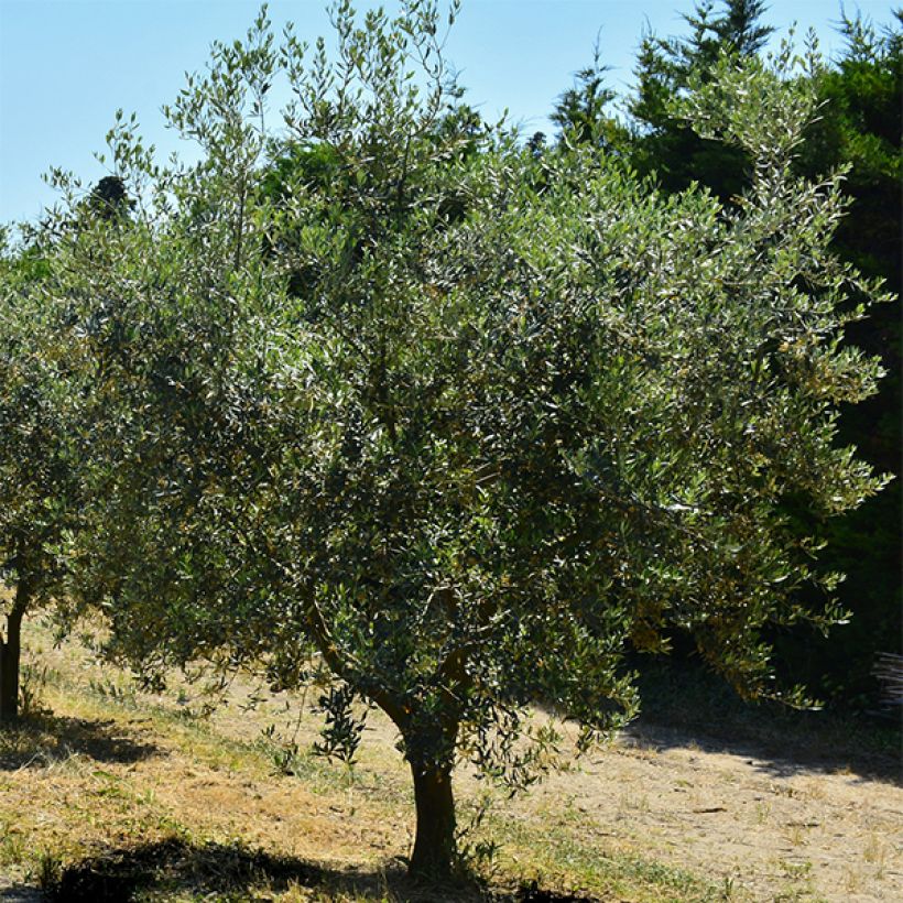 Ölbaum Bouteillan - Olea europaea (Plant habit)