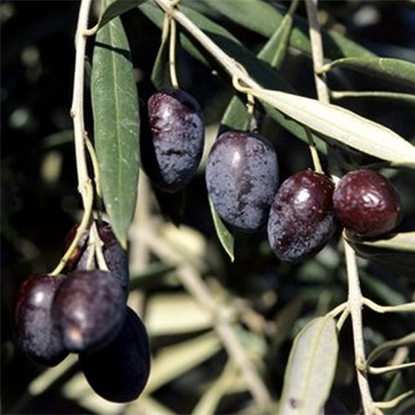 Ölbaum Cailletier - Olea europaea (Harvest)