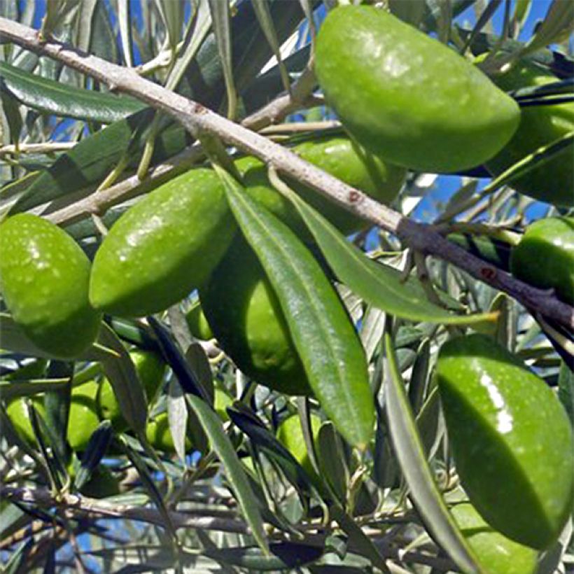 Ölbaum Lucques - Olea europaea (Harvest)