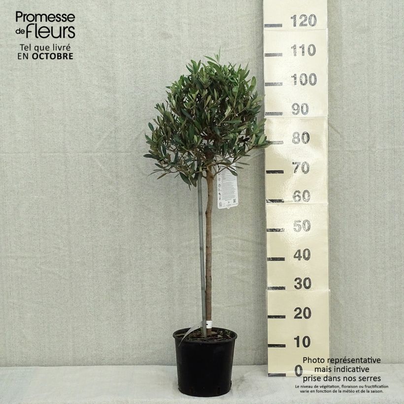 Example of Ölbaum (Stengel) - Olea europaea Topf mit 4L/5L as you get in automne