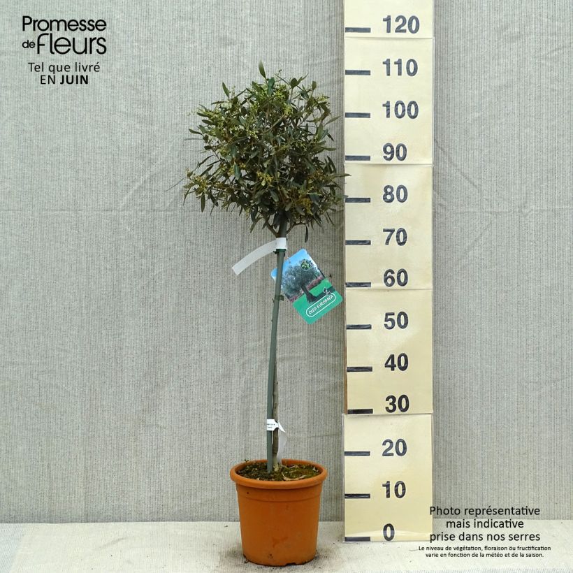Exemplar von Ölbaum (Stengel) - Olea europaea Topf mit 7,5L/10L, Halbstamm wie im Sommer geliefert