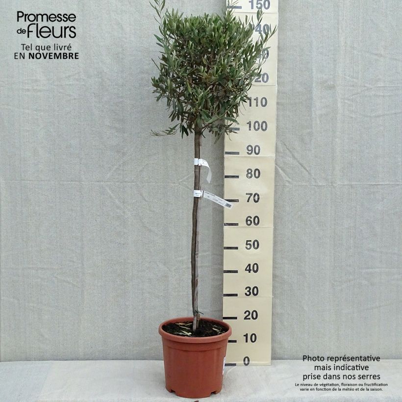 Example of Ölbaum (Stengel) - Olea europaea Topf mit 7,5L/10L as you get in automne