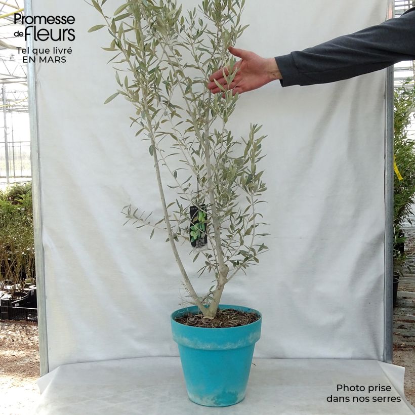 Exemplar von Ölbaum - Olea europaea Topf mit 7,5L/10L wie im Frühjahr geliefert