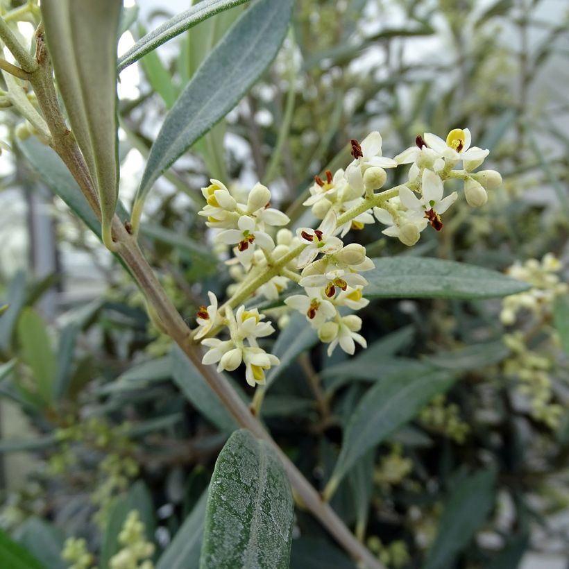Ölbaum (Stengel) - Olea europaea (Flowering)