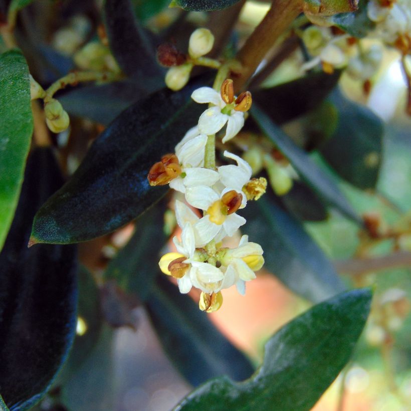 Ölbaum - Olea europaea (Flowering)