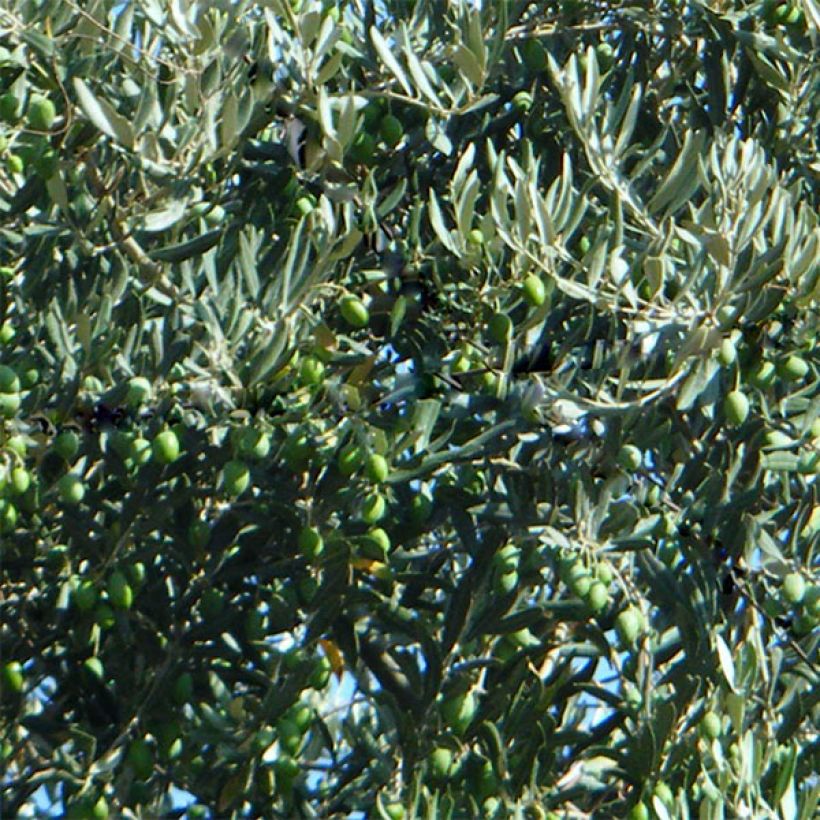 Ölbaum Picholine - Olea europaea (Harvest)