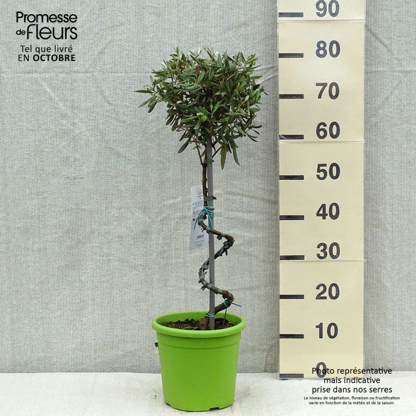 Example of Ölbaum (Stengel) - Olea europaea Topf mit 4L/5L as you get in automne