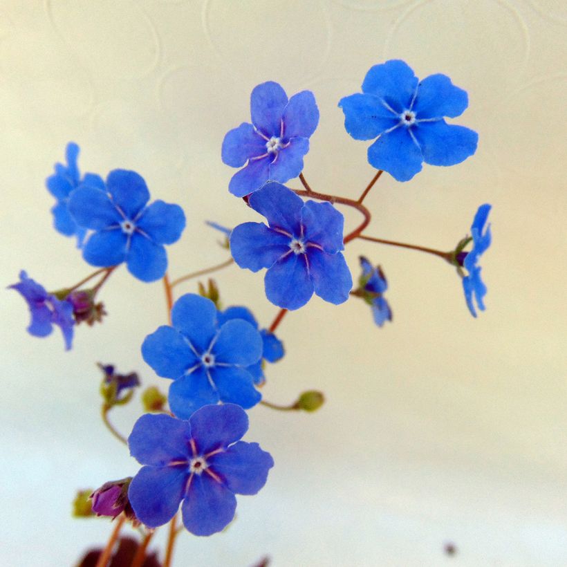 Omphalodes cappadocica Cherry Ingram - Kaukasus-Gedenkemein (Flowering)