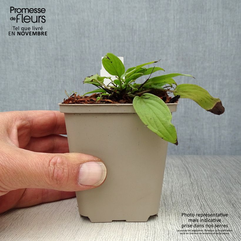 Example of Omphalodes cappadocica Cherry Ingram - Kaukasus-Gedenkemein Kleine Töpfe von 8/9 cm as you get in automne
