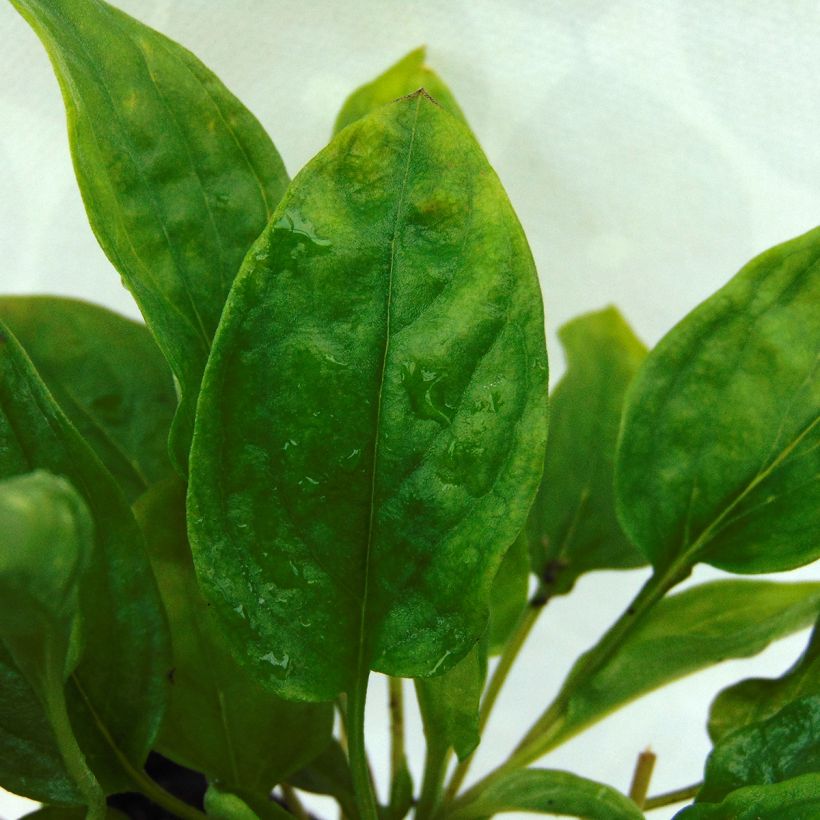 Omphalodes cappadocica Lilac Mist - Kaukasus-Gedenkemein (Foliage)