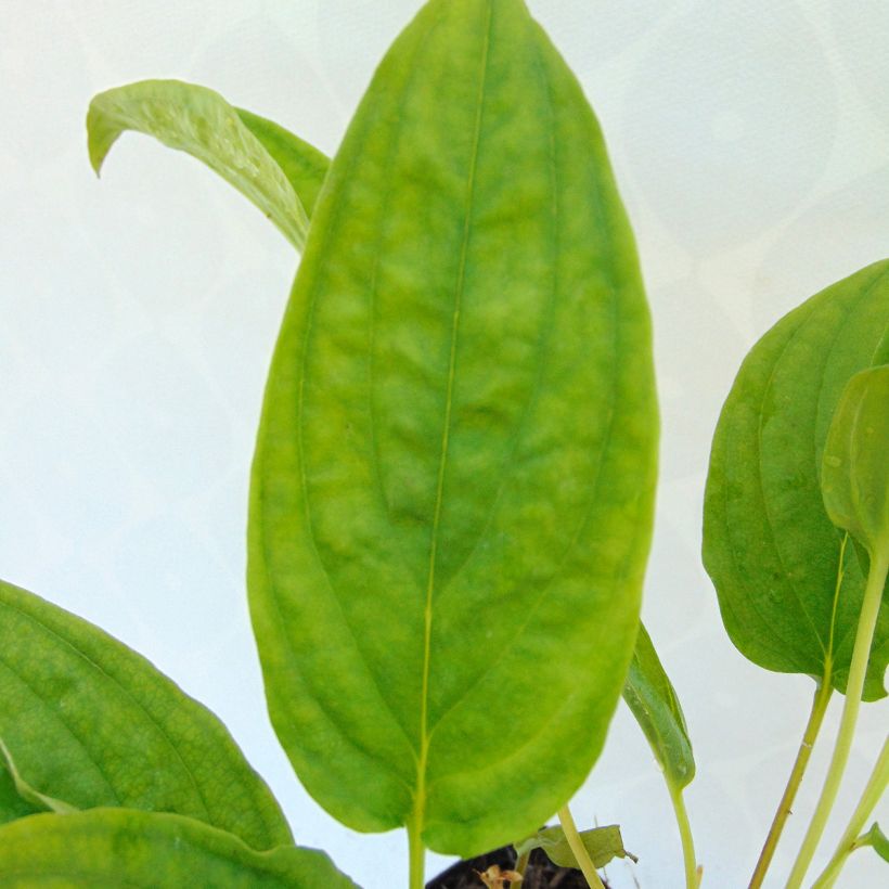 Omphalodes cappadocica Starry Eyes - Kaukasus-Gedenkemein (Foliage)