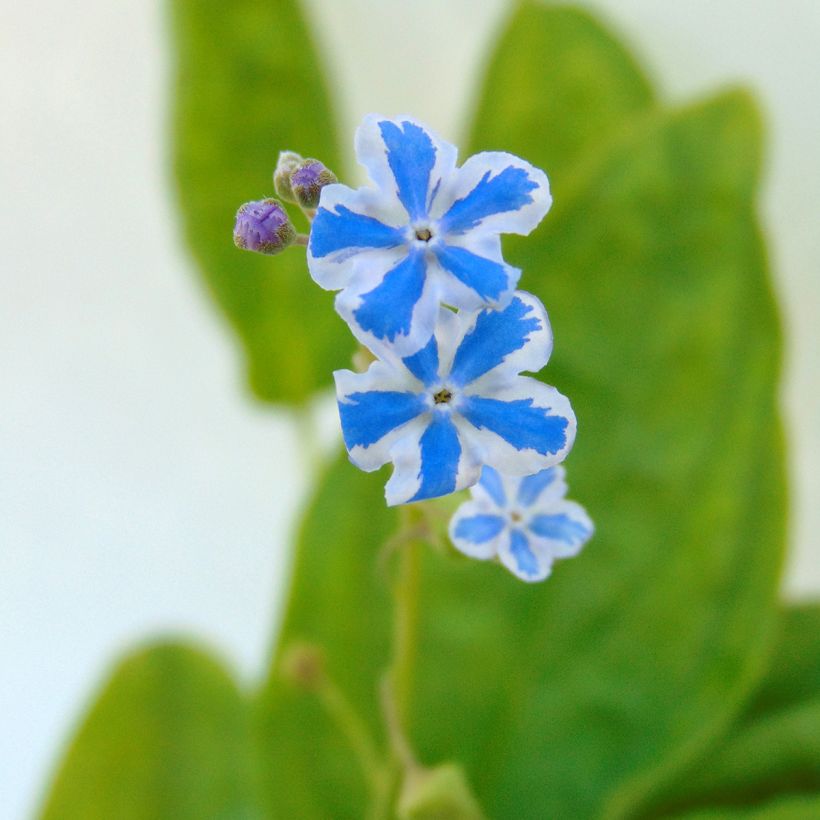 Omphalodes cappadocica Starry Eyes - Kaukasus-Gedenkemein (Flowering)