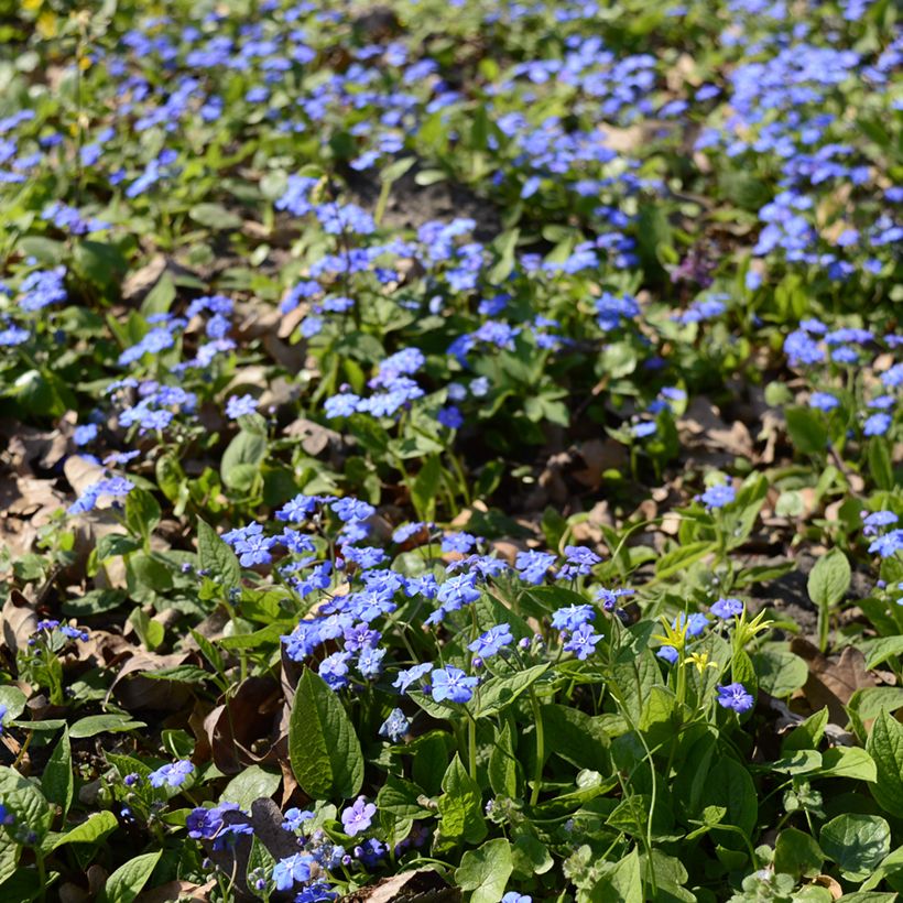 Omphalodes cappadocica - Kaukasus-Gedenkemein (Plant habit)
