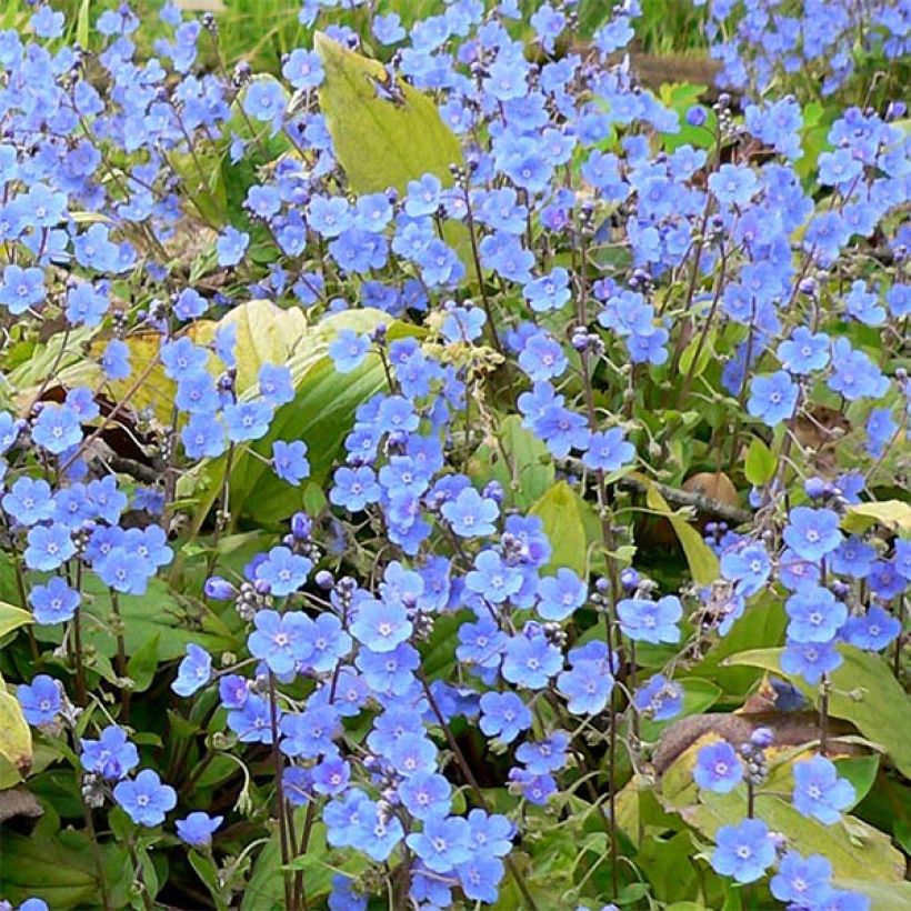Omphalodes cappadocica - Kaukasus-Gedenkemein (Flowering)