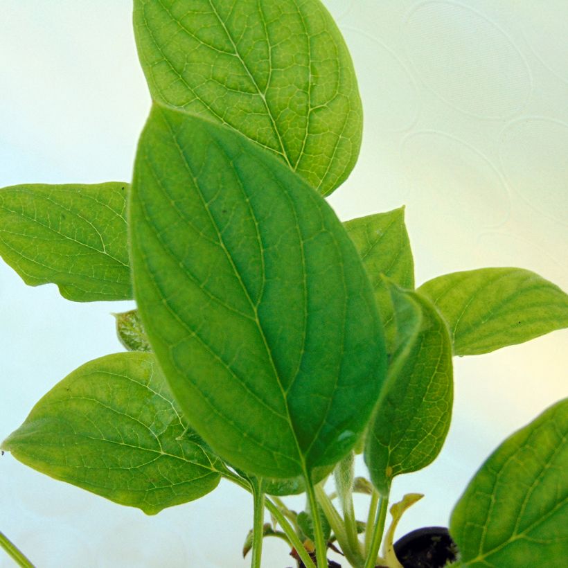 Omphalodes verna Alba - Frühlings-Gedenkemein (Foliage)