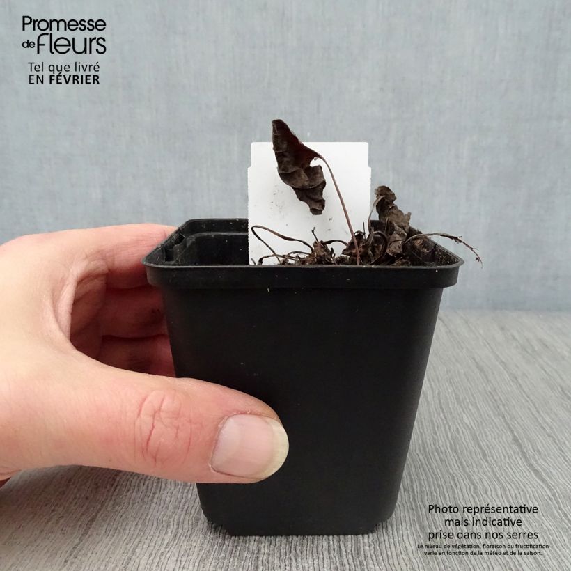 Exemplar von Omphalodes verna Alba - Frühlings-Gedenkemein Kleine Töpfe von 8/9 cm wie im Winter geliefert