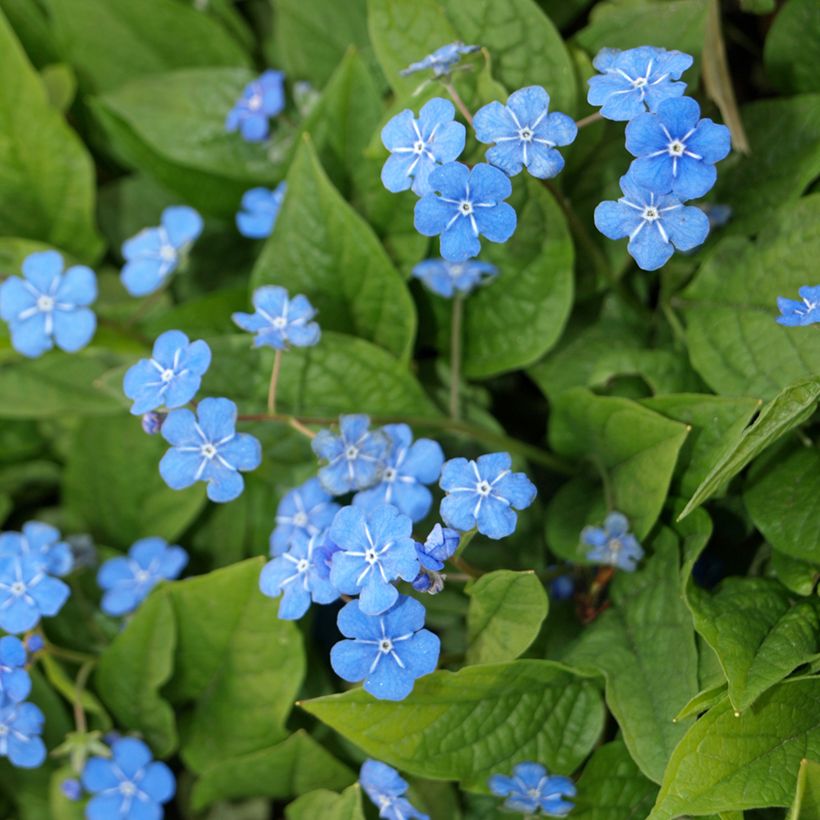 Omphalodes verna - Frühlings-Gedenkemein (Flowering)