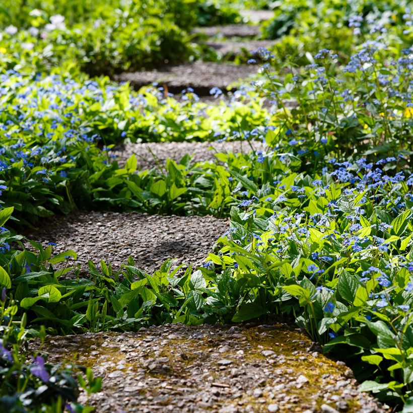 Omphalodes verna - Frühlings-Gedenkemein (Plant habit)