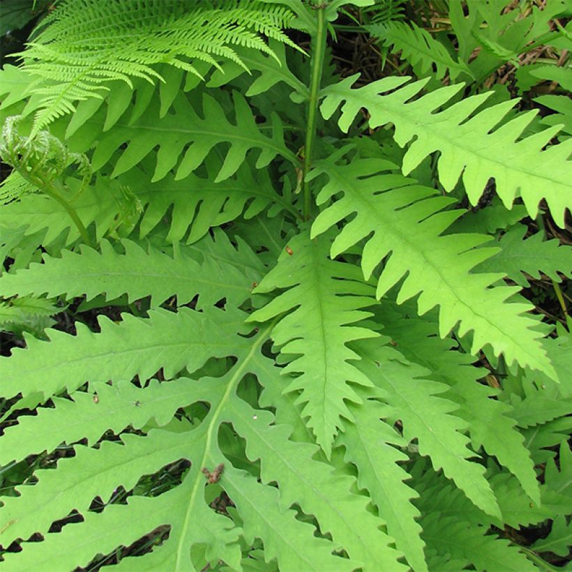 Onoclea sensibilis - Perlfarn (Foliage)