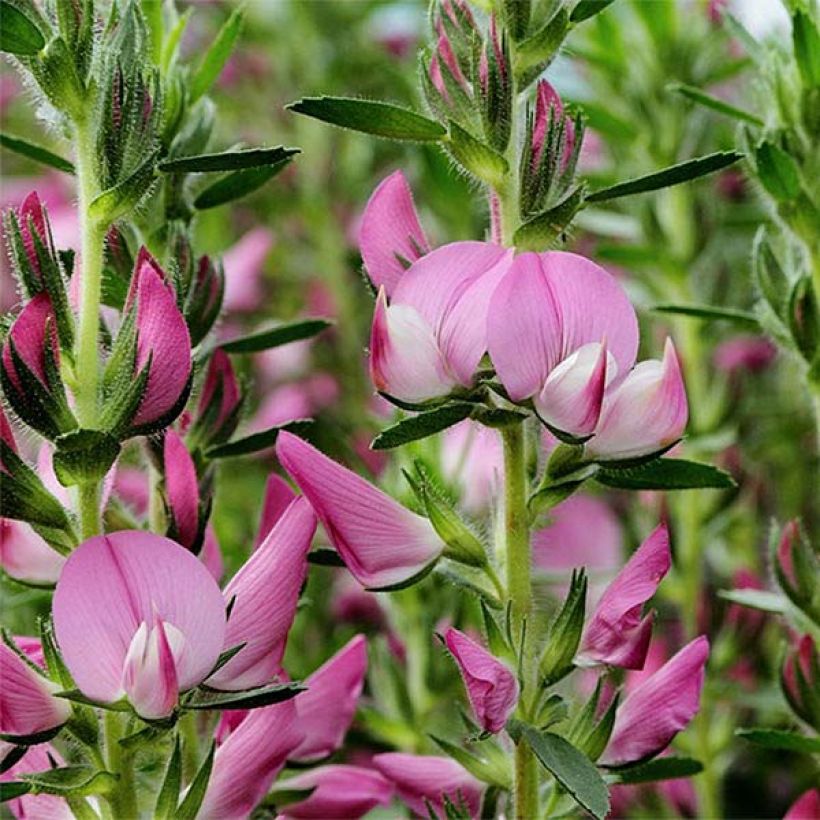 Ononis spinosa - Dornige Hauhechel (Flowering)