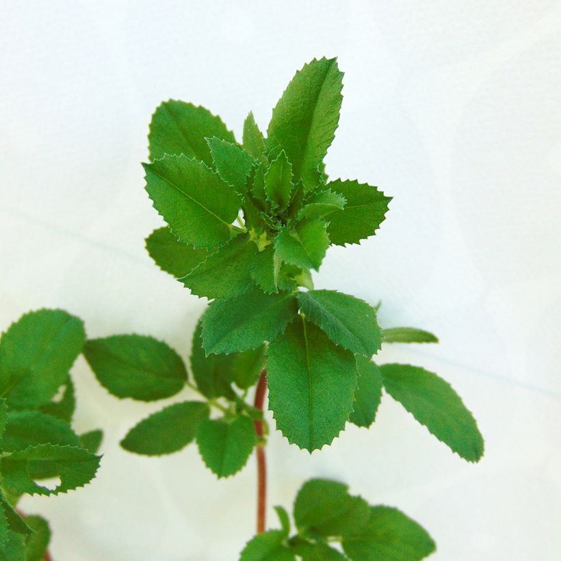 Ononis spinosa - Dornige Hauhechel (Foliage)